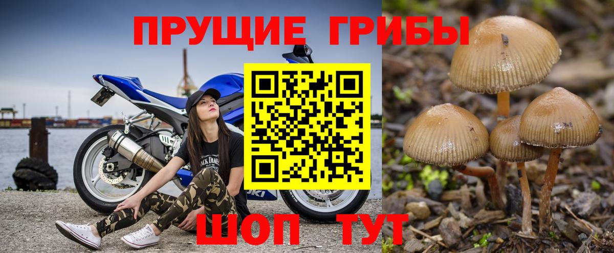 Псилоцибиновые грибы Psilocybine cubensis Фролово